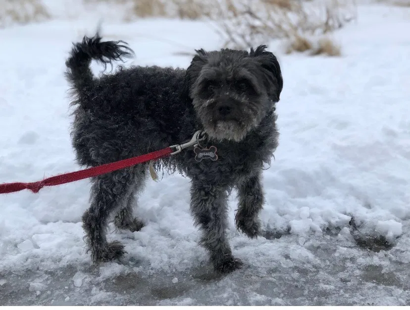 Lost dog in Aurora, CO, 80011