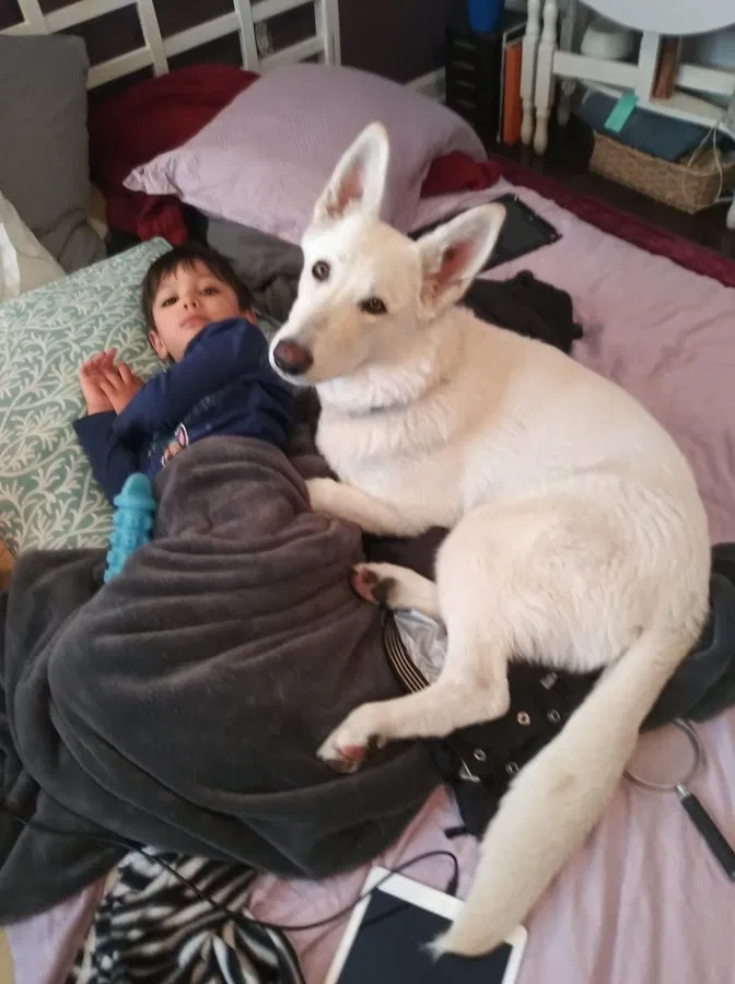Lost dog in Fort Collins, CO, 80525