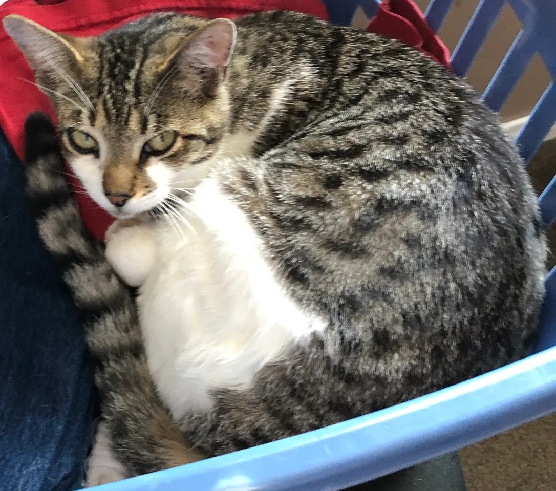Lost cat in San Diego, CA, 92117