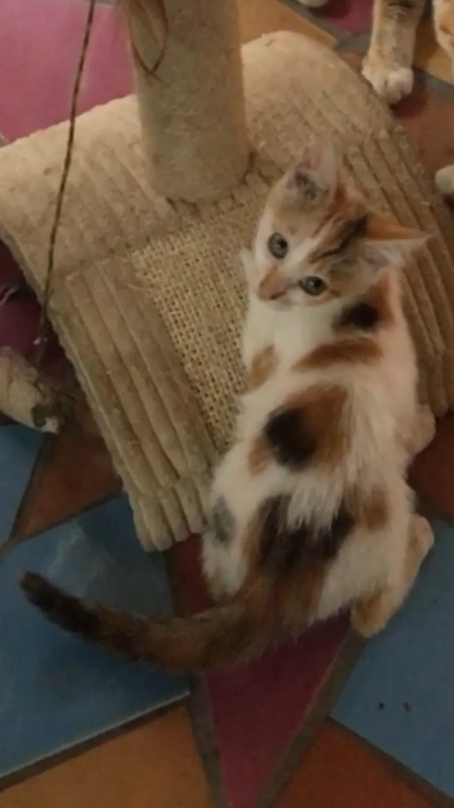 Lost cat in Hialeah, FL, 33018