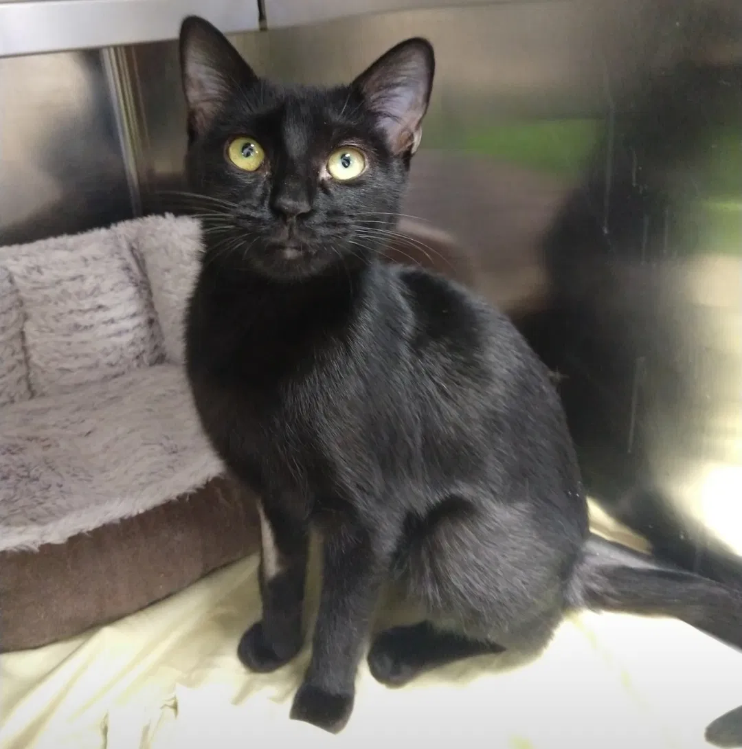 Lost cat in New Haven, CT, 6519