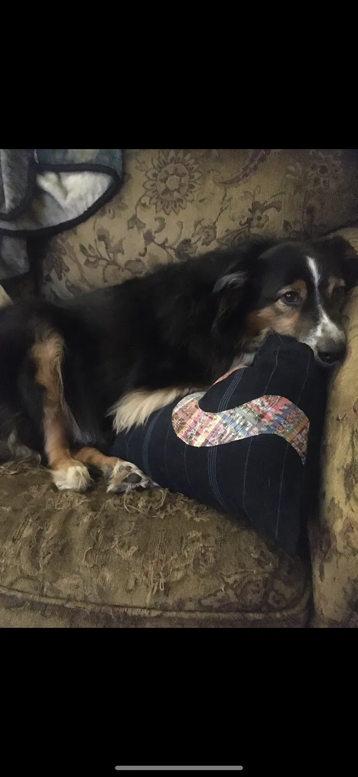Lost dog in Boiling Springs, PA, 17007