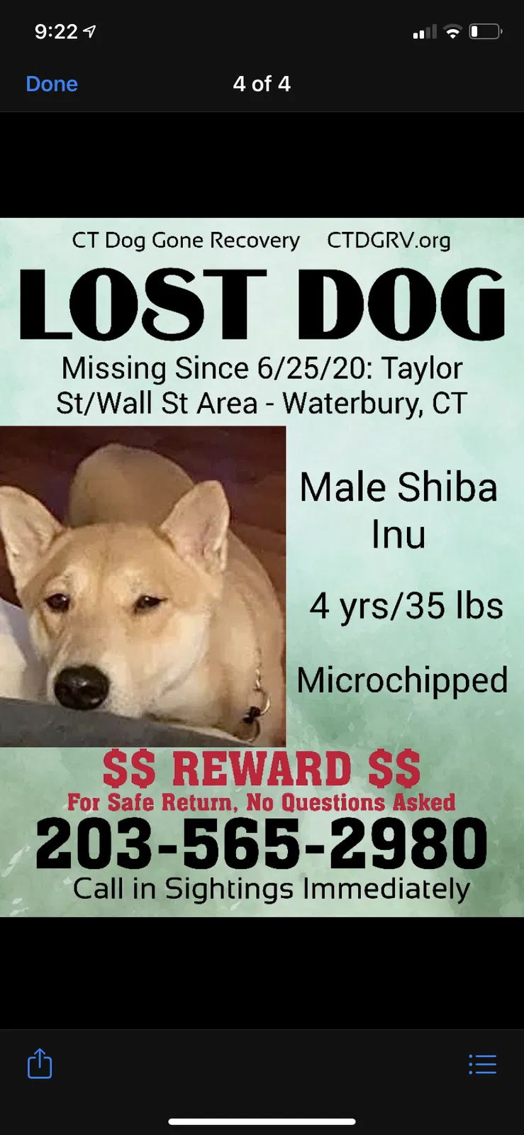Lost dog in Waterbury, CT, 6702