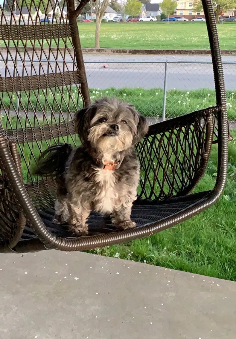 Lost dog in Tacoma, WA, 98404