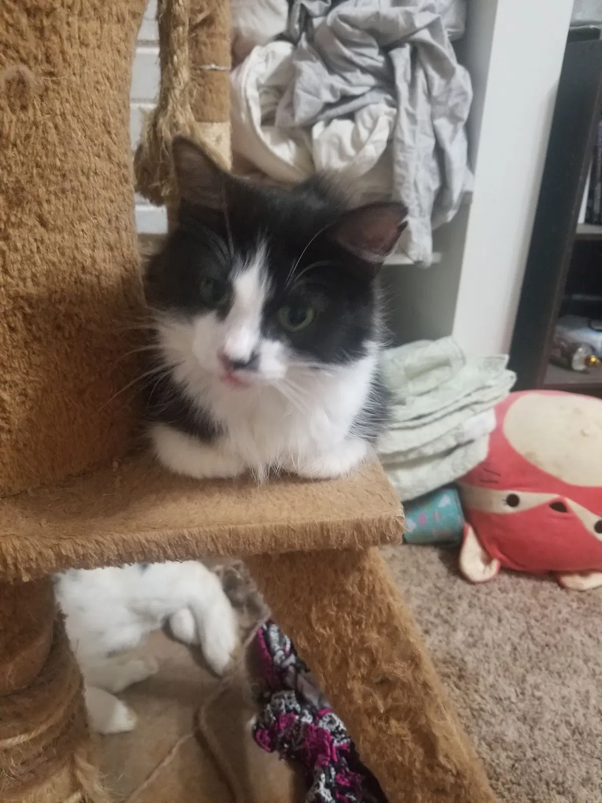 Lost cat in Bloomington, IN, 47403