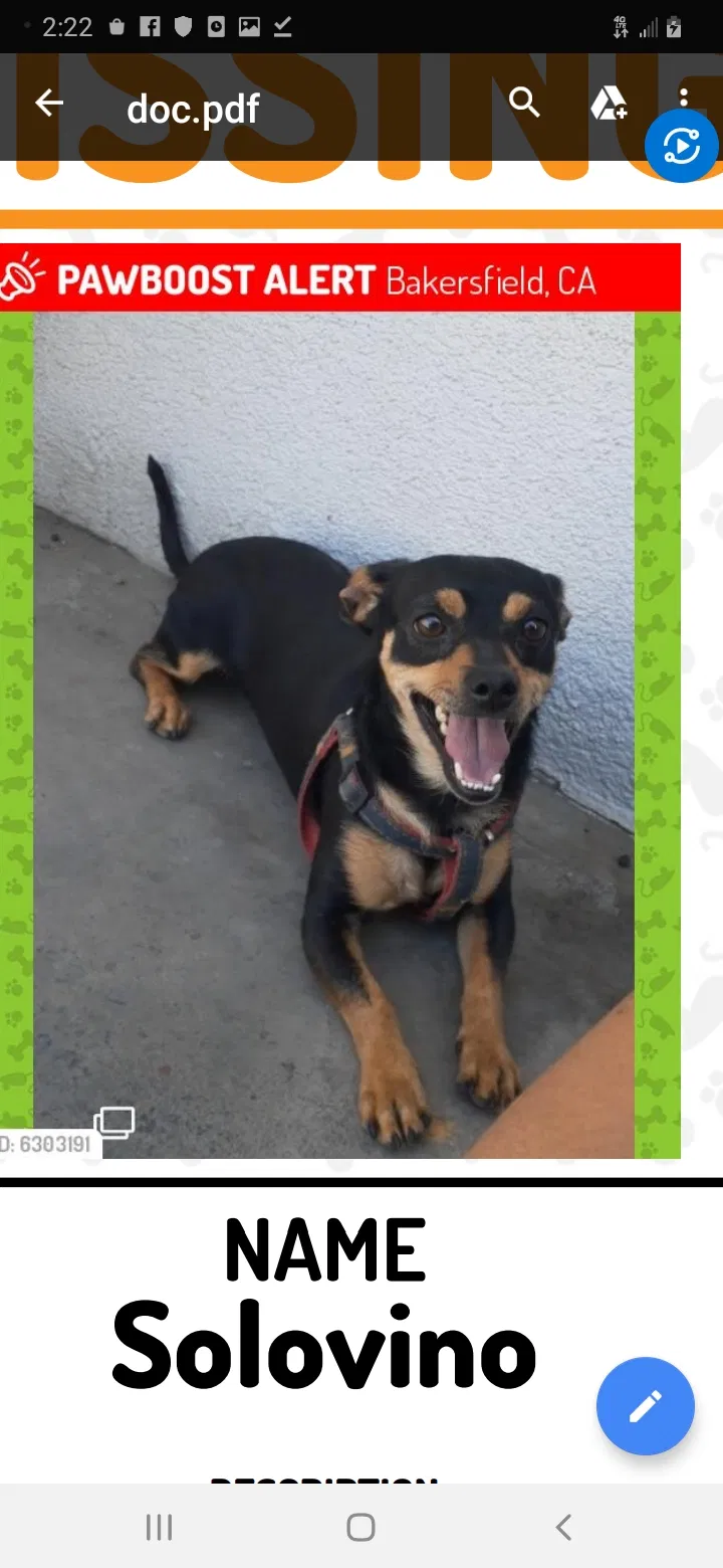 Lost dog in Bakersfield, CA, 93308