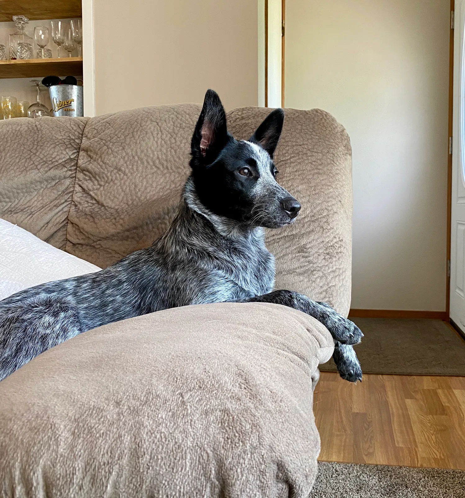 Lost dog in Oregon, WI, 53575