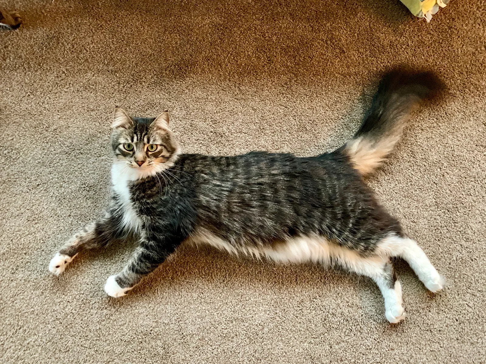 Lost cat in Corpus Christi, TX, 78412