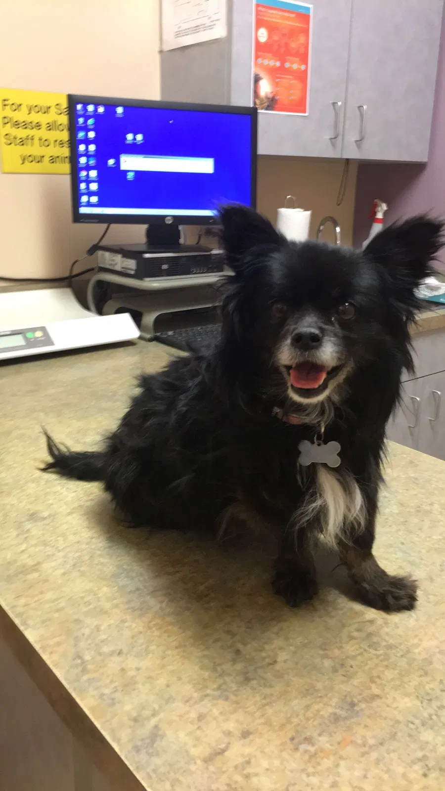 Lost dog in Albuquerque, NM, 87121