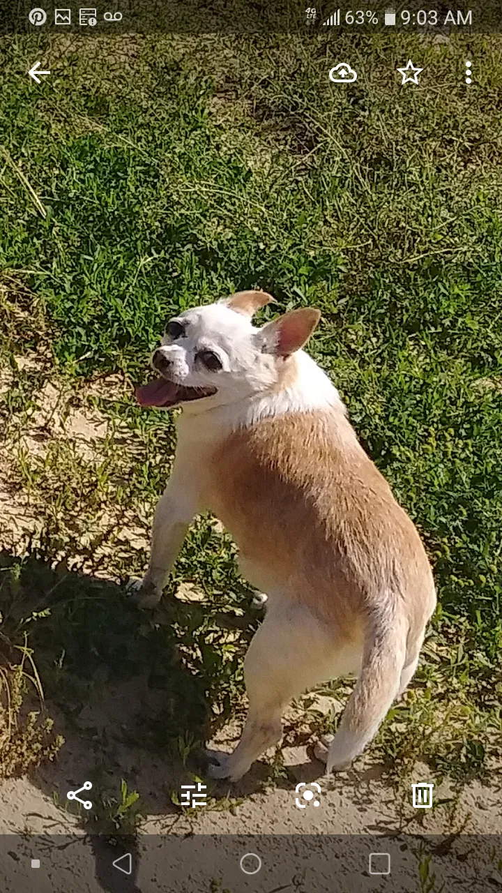 Lost dog in Chicago, IL, 60609