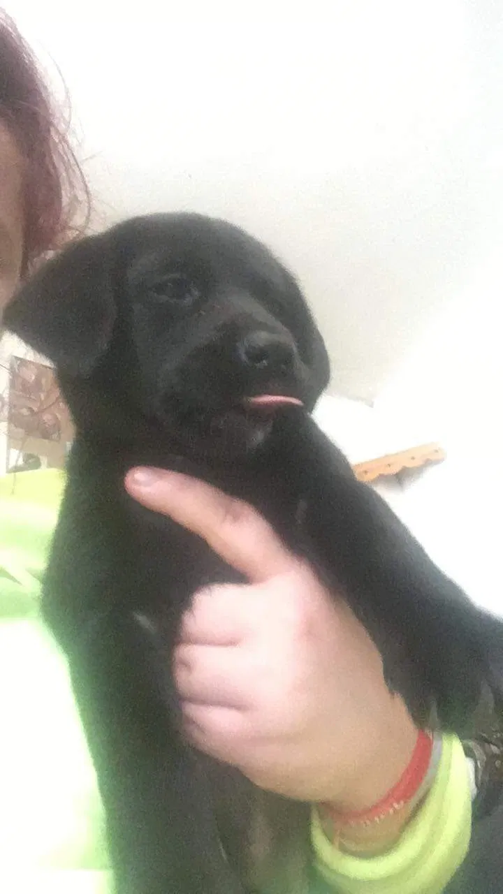 Lost dog in Knoxville, TN, 37931