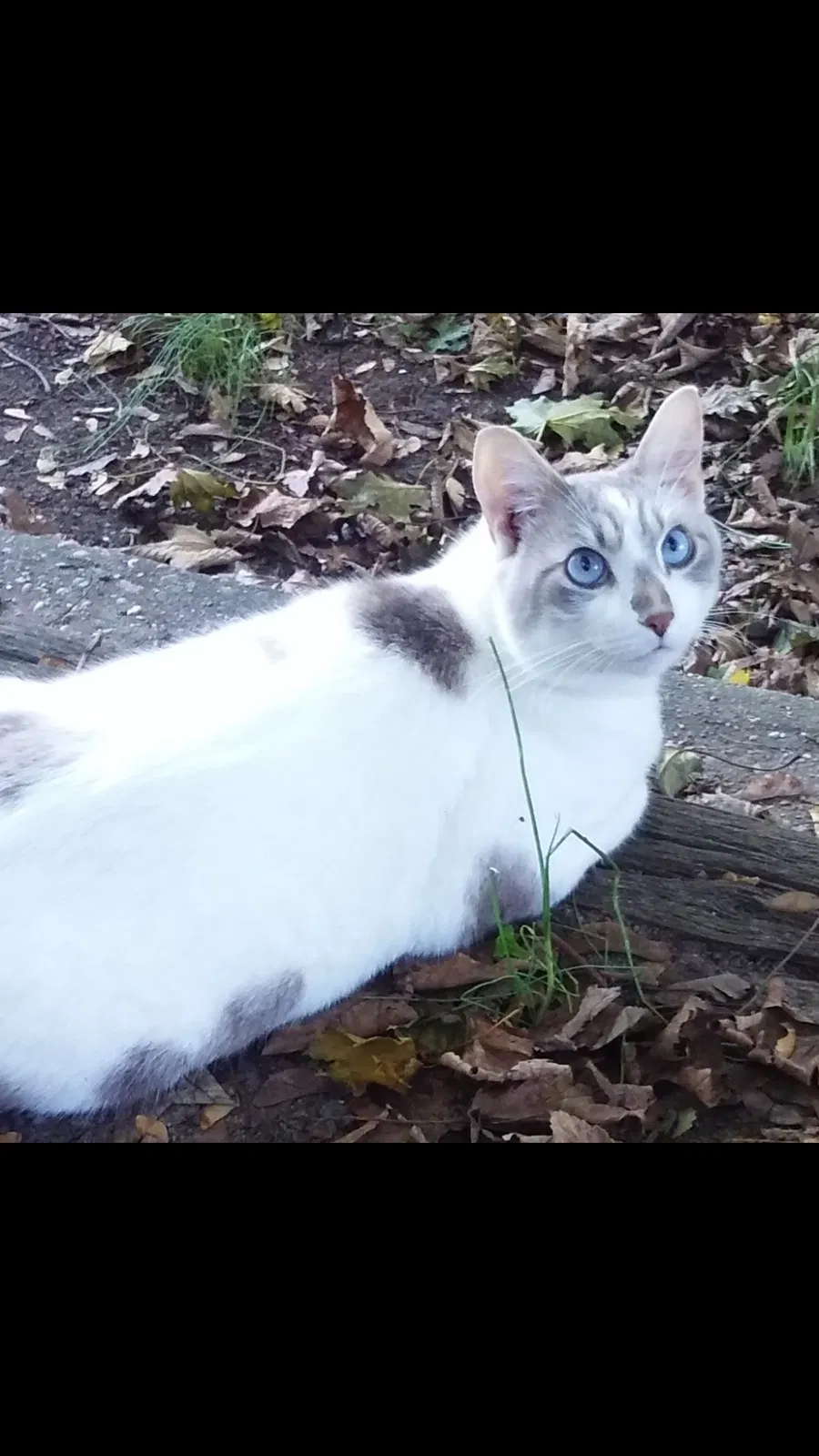 Lost cat in Rocky Point, NY, 11778