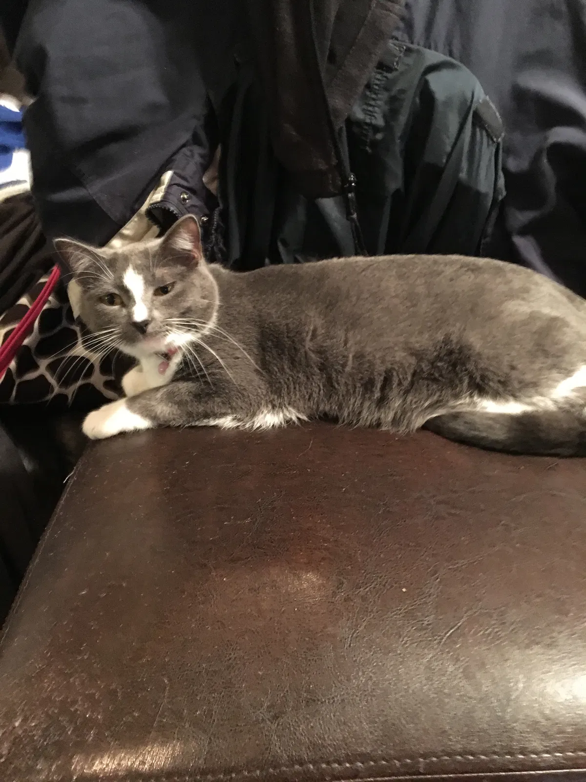 Lost cat in Texarkana, TX, 75501