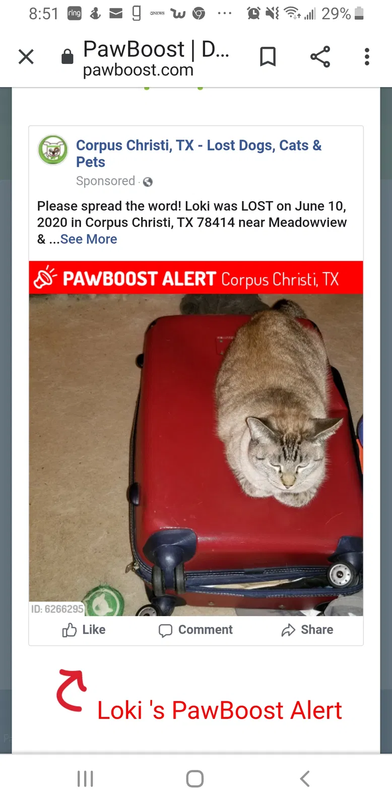 Lost cat in Corpus Christi, TX, 78414