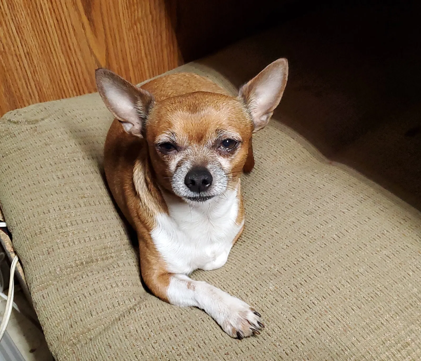 Lost dog in Abilene, TX, 79603