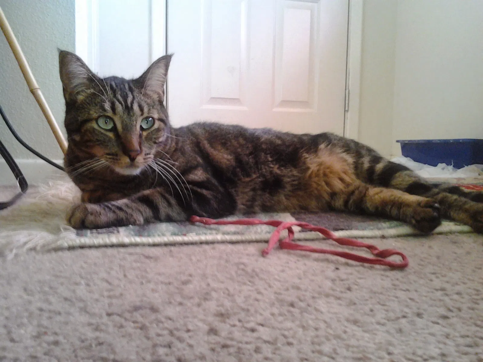 Lost cat in Rio Rancho, NM, 87144