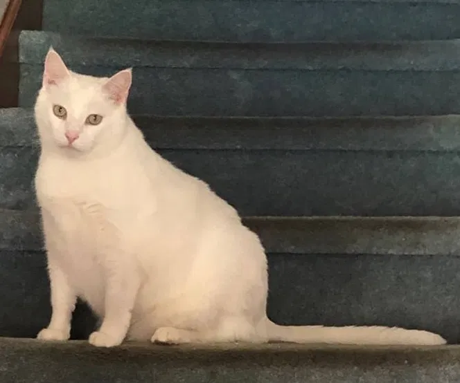 Lost cat in Altoona, PA, 16602