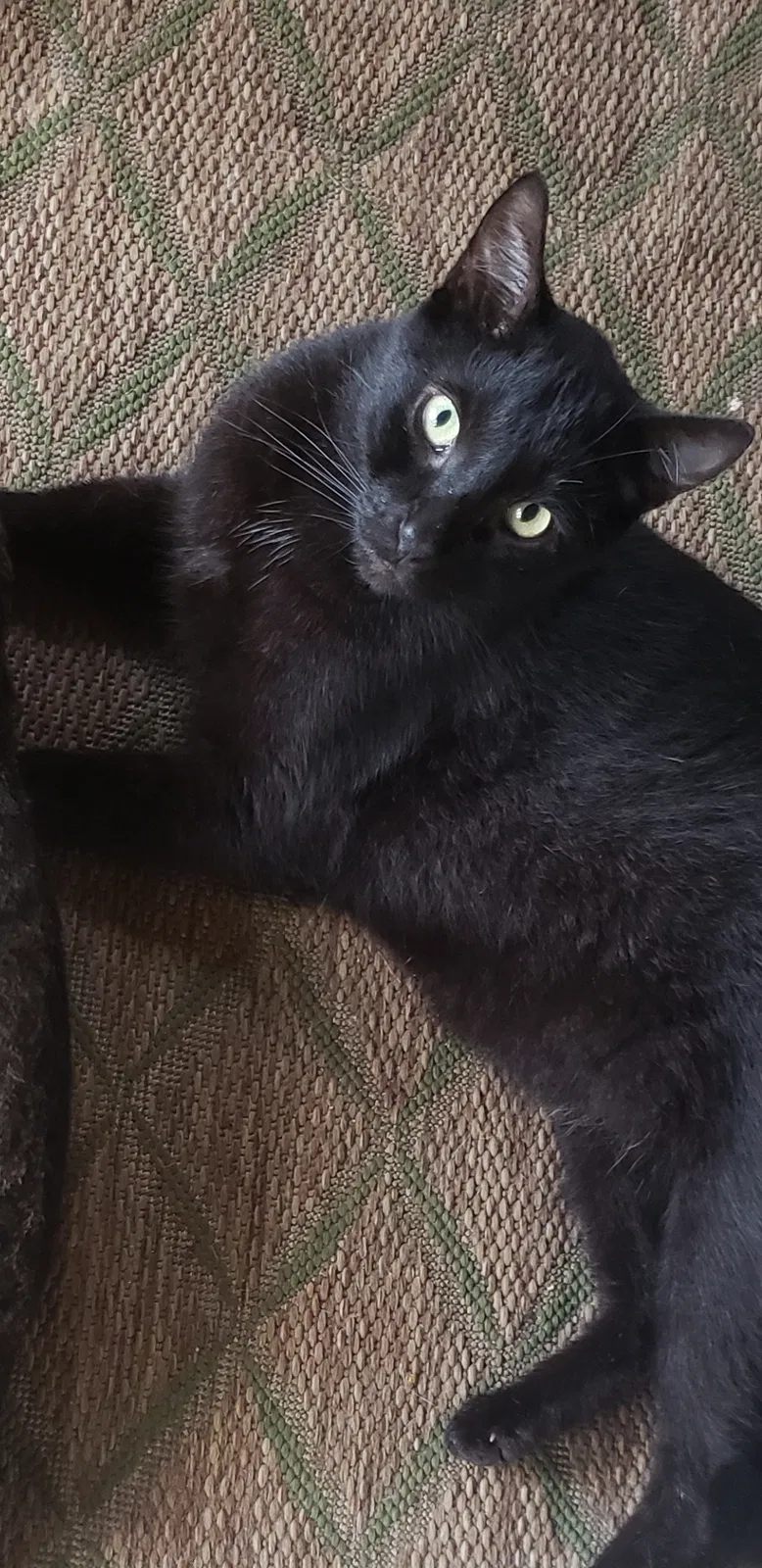 Lost cat in Astatula, FL, 34705