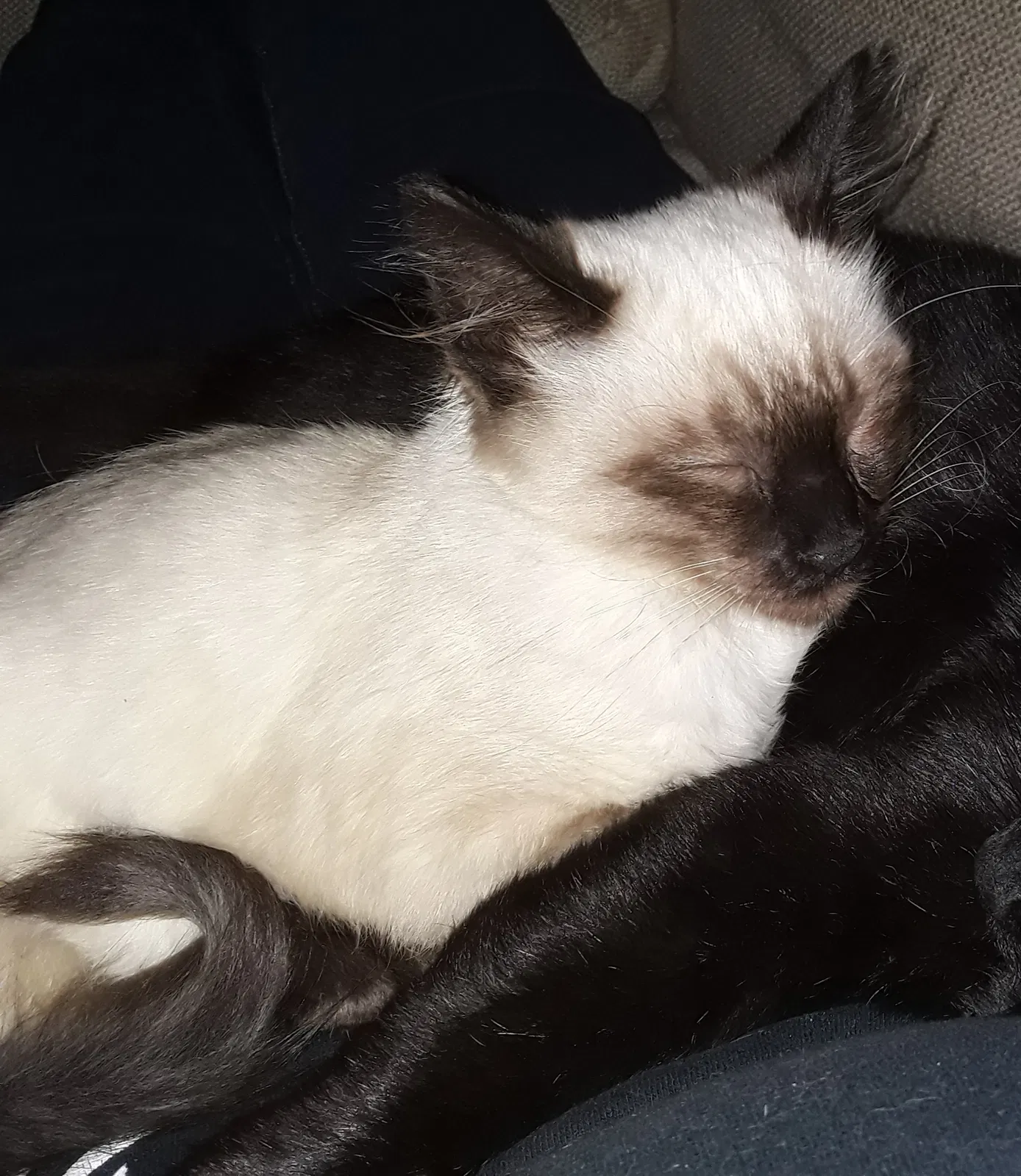 Lost cat in Little Rock, AR, 72209