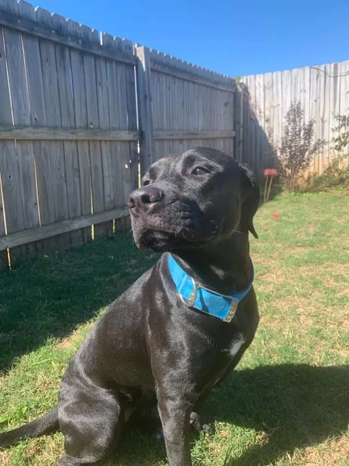 Lost dog in South Bend, IN, 46614