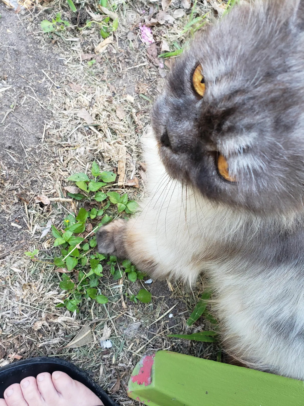 Lost cat in Corpus Christi, TX, 78411