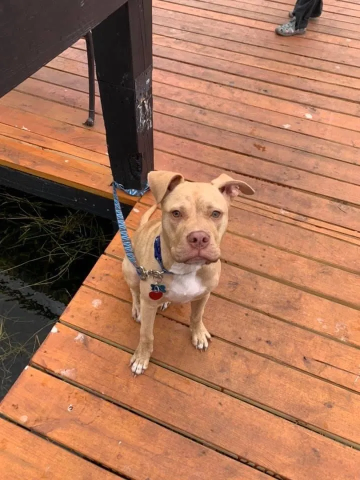Lost dog in Orlando, FL, 32836