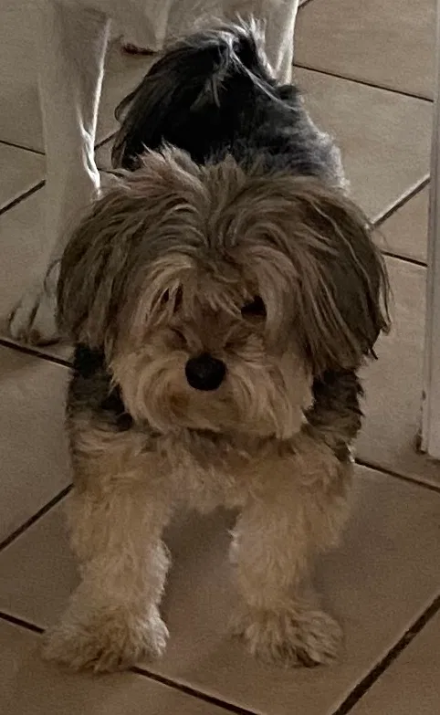 Lost dog in Orlando, FL, 32837