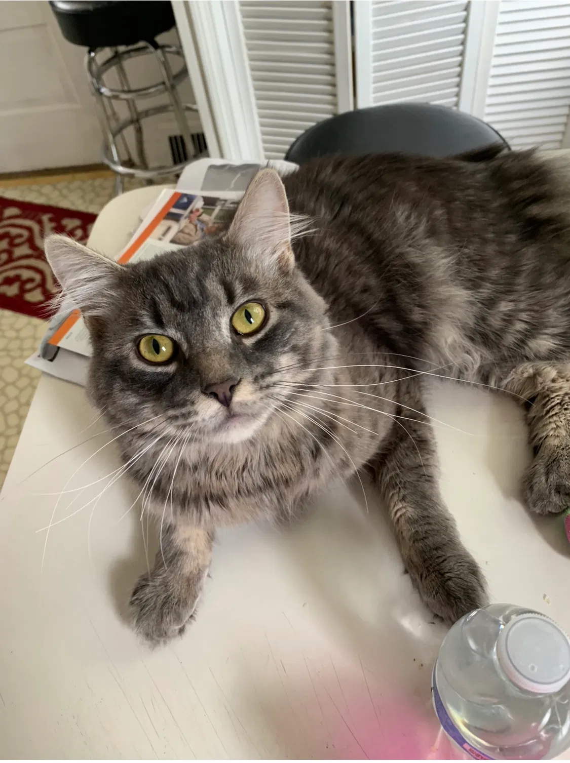 Lost cat in Philadelphia, PA, 19136