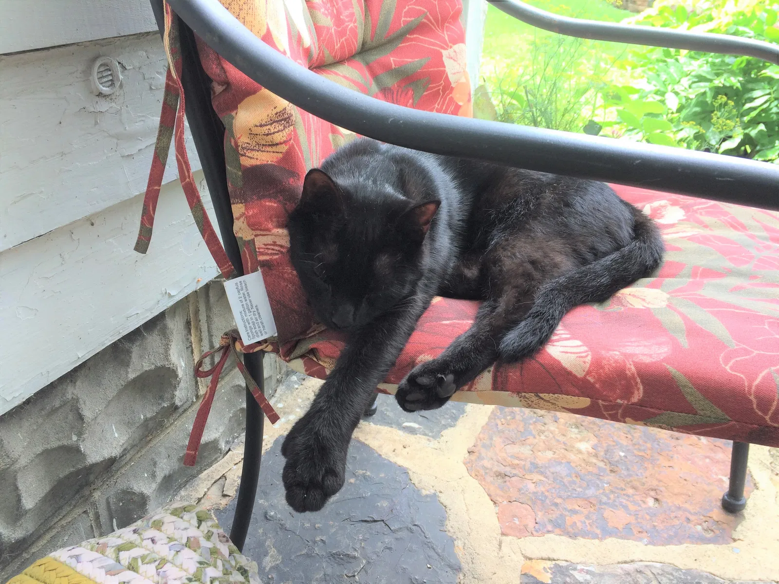 Lost cat in Altoona, PA, 16602
