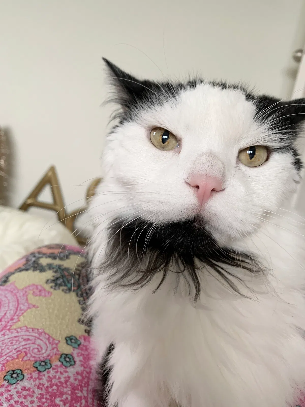 Found cat in Orlando, FL, 32824