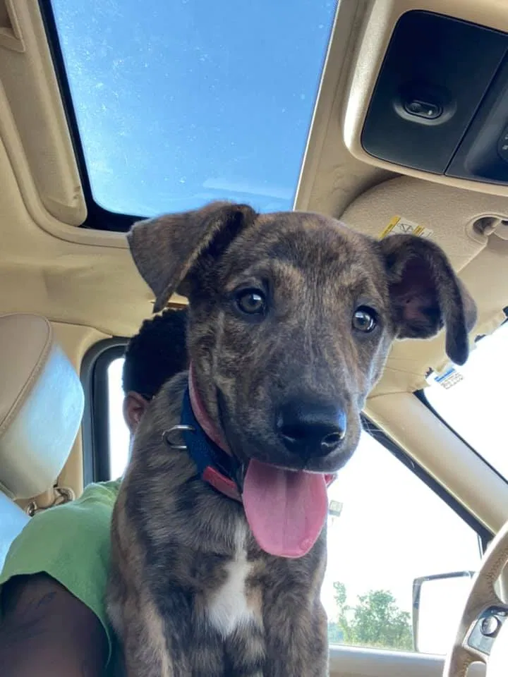 Lost dog in Alexandria, LA, 71303