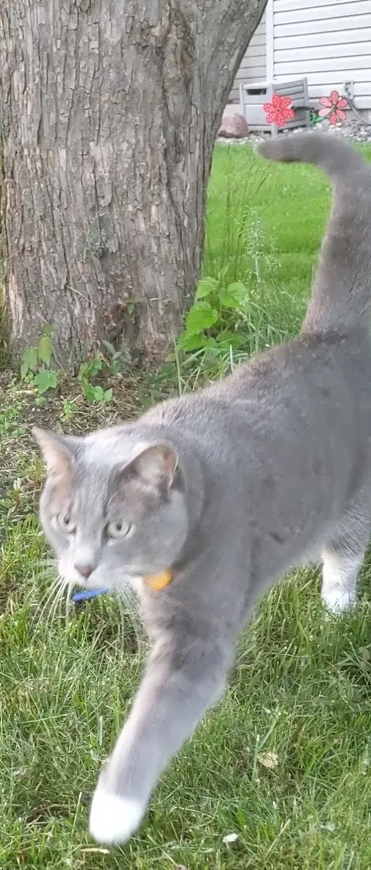 Lost cat in Circle Pines, MN, 55014