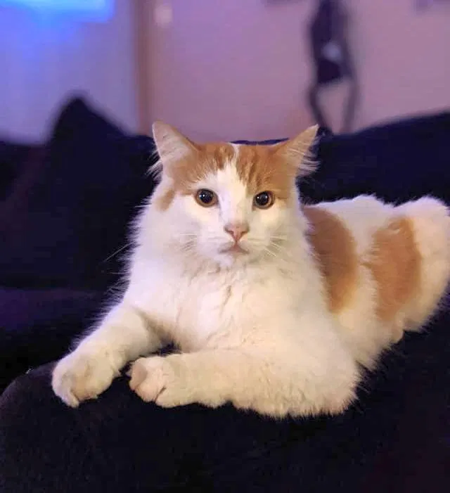 Lost cat in Eugene, OR, 97402