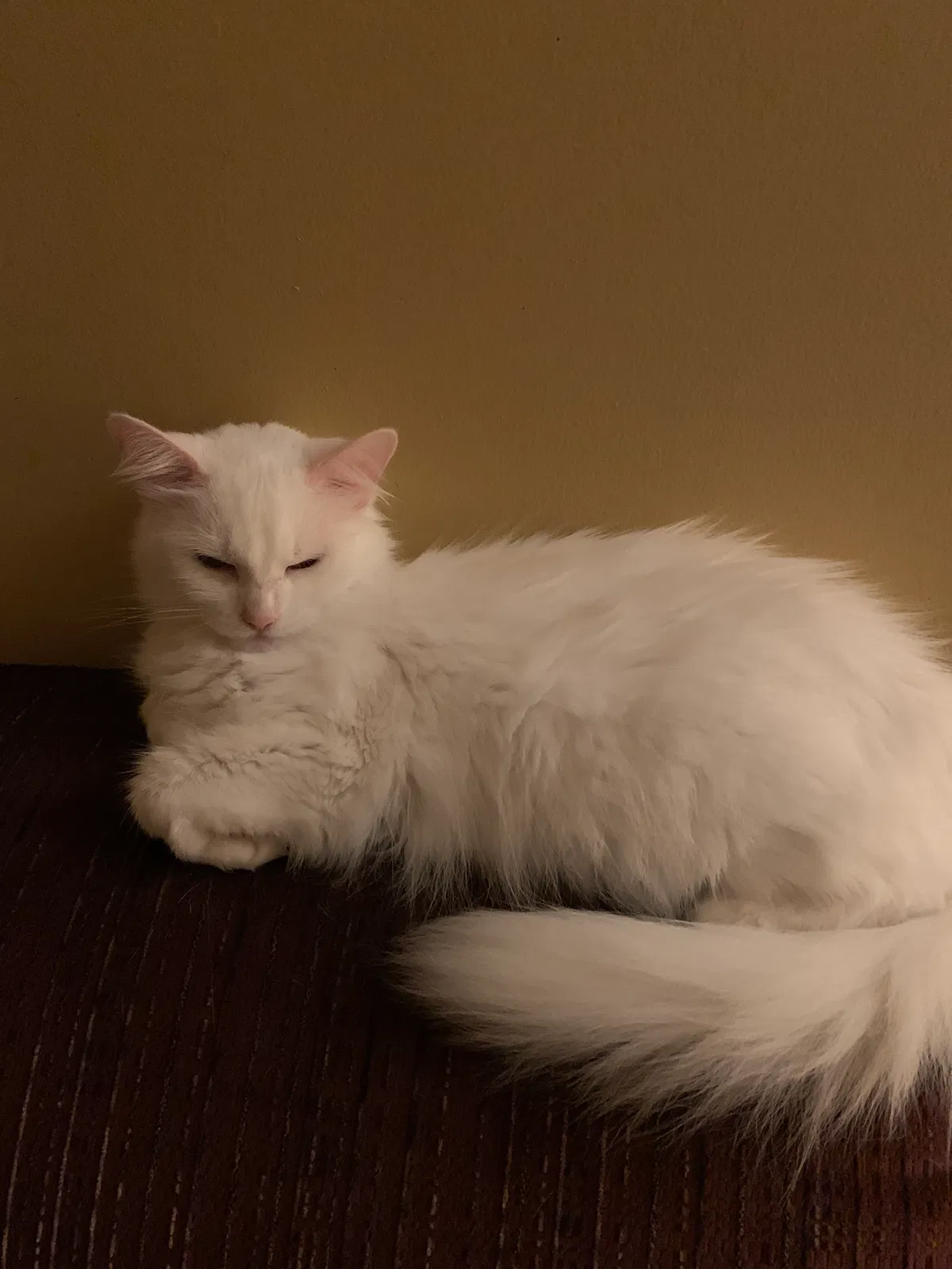 Lost cat in Dayton, OH, 45424