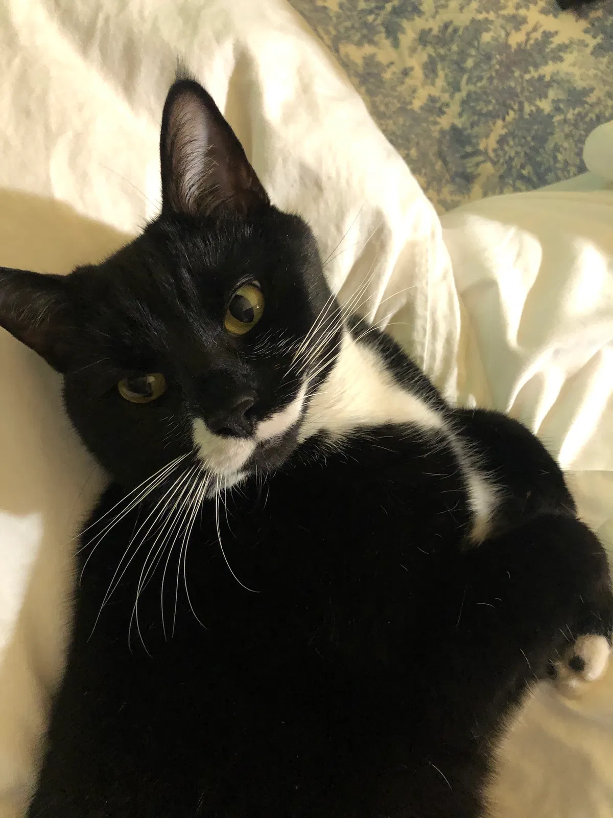 Lost cat in New Haven, CT, 6513