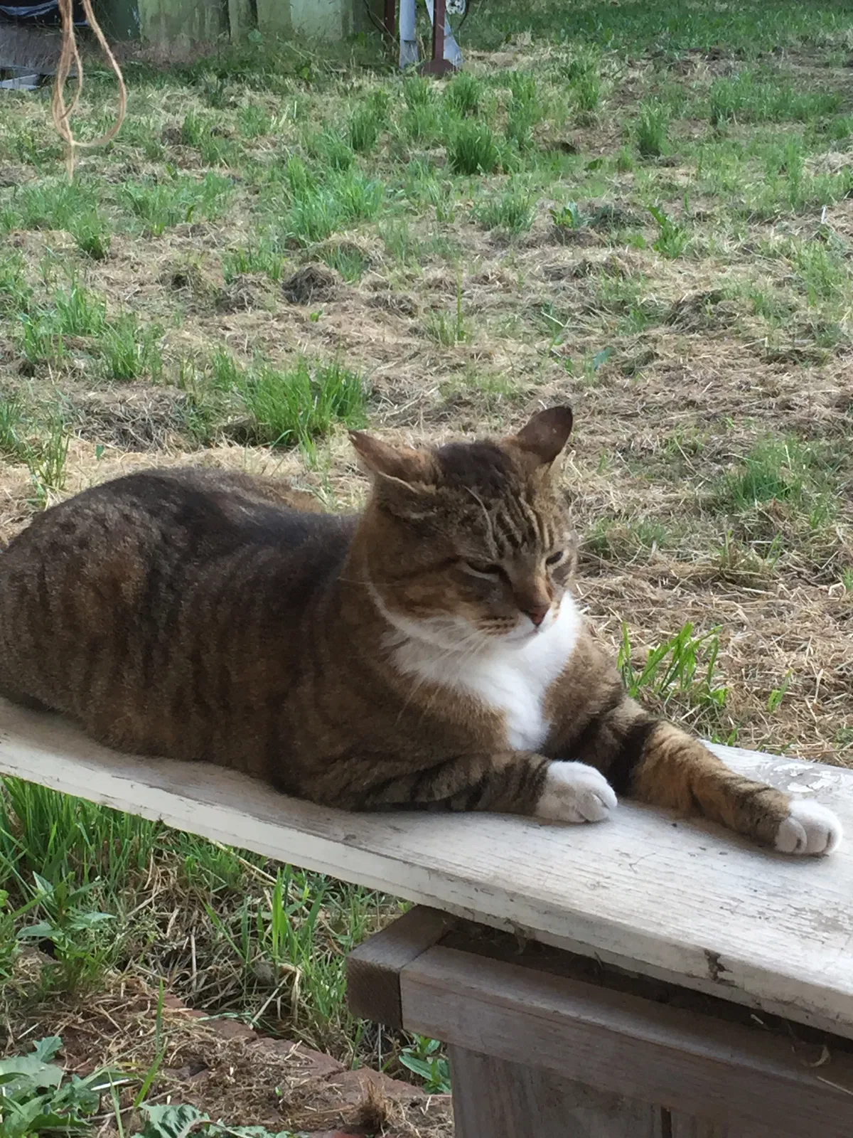 Lost cat in Salem, OR, 97305