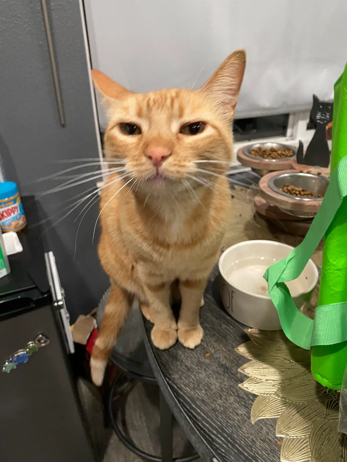 Lost cat in Fremont, CA, 94539