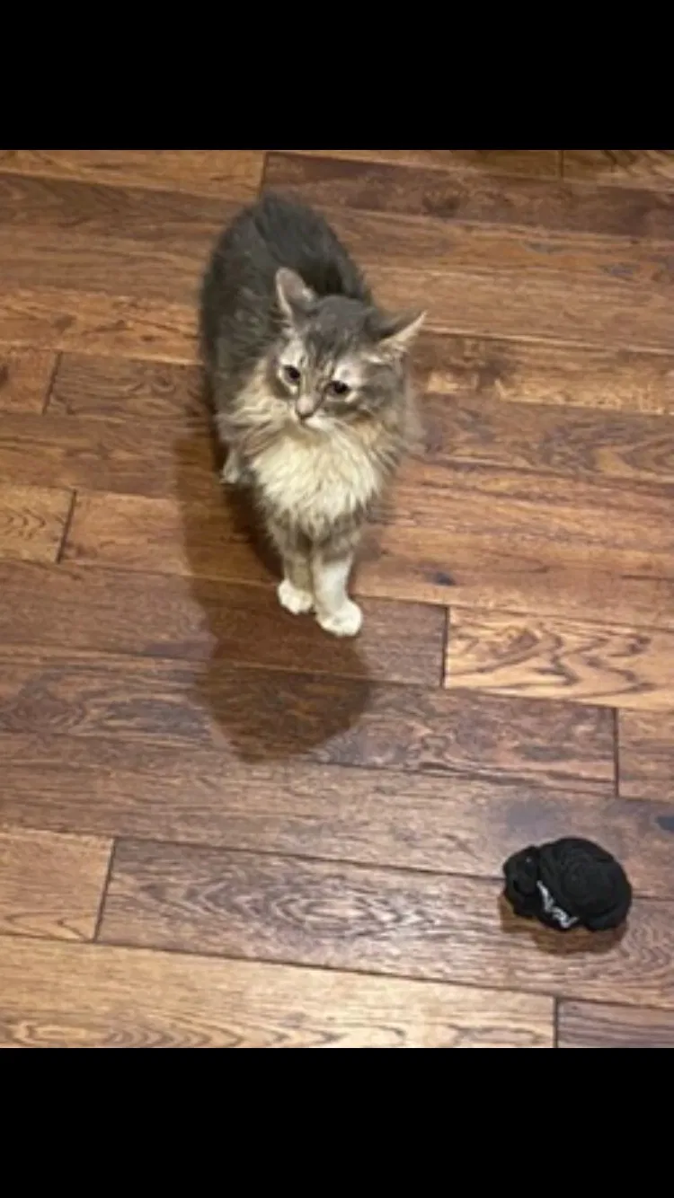 Lost cat in Rochester, PA, 15074