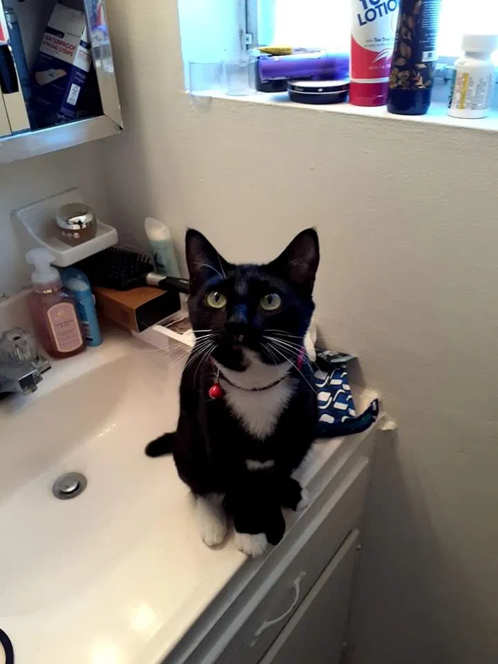 Lost cat in Hanahan, SC, 29410