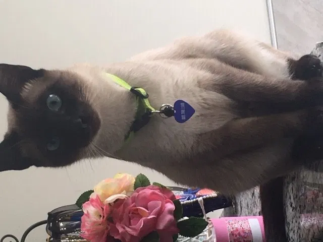 Lost cat in Lexington, SC, 29073
