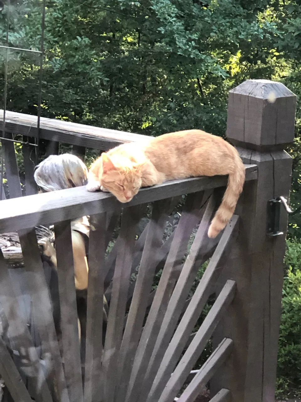 Lost cat in Birmingham, AL, 35242