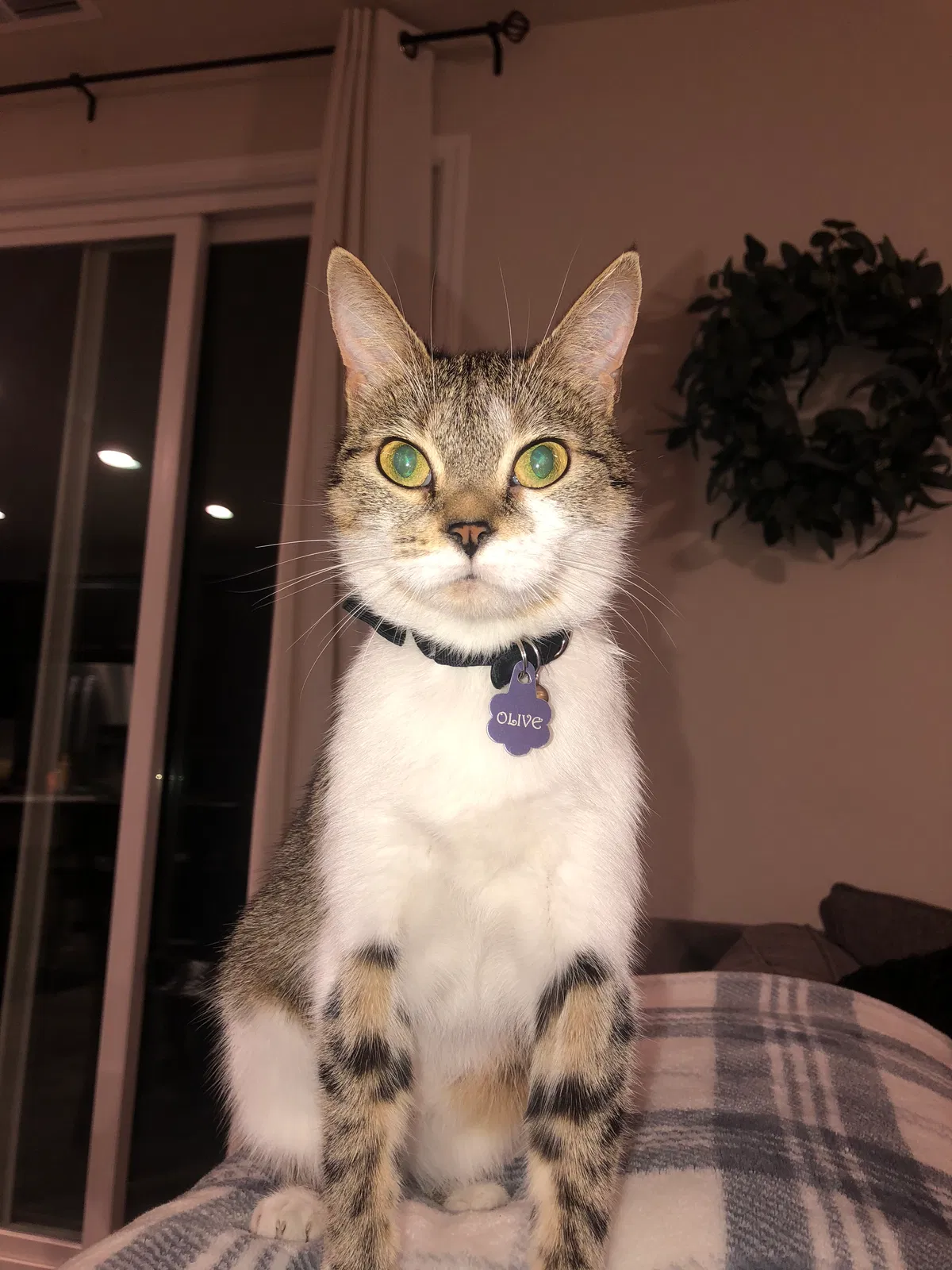 Lost cat in Modesto, CA, 95355