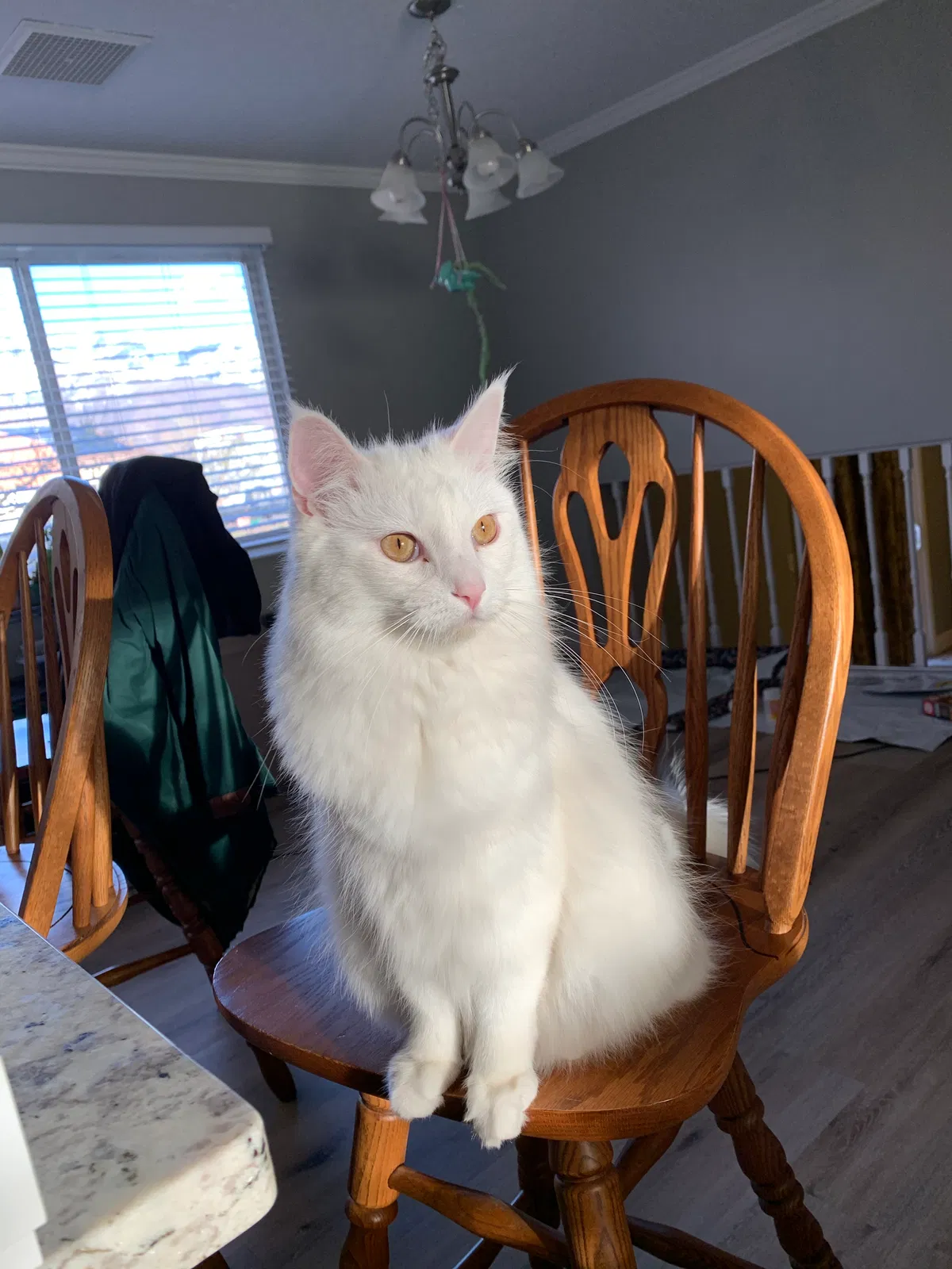 Lost cat in Layton, UT, 84040