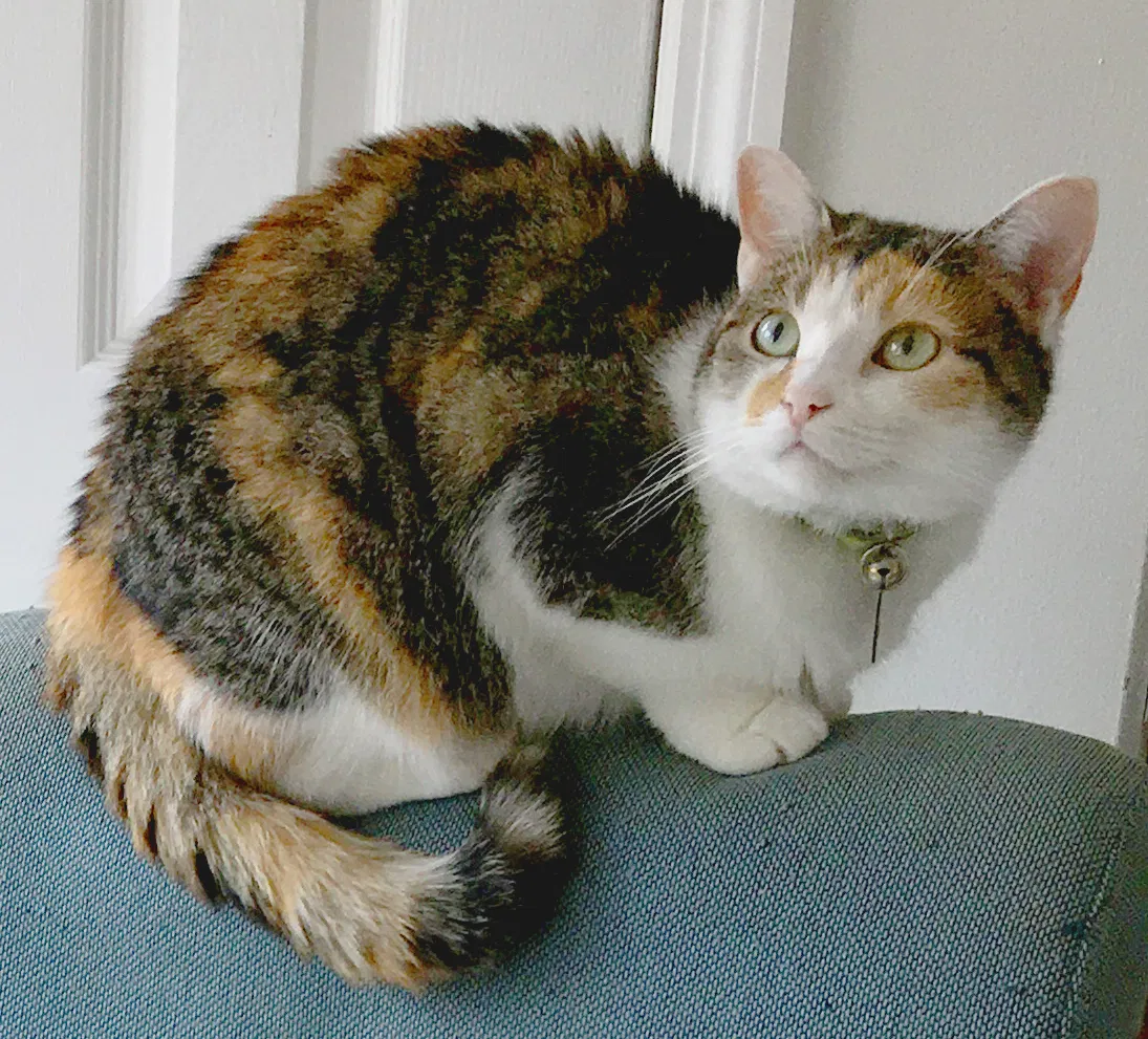 Lost cat in Columbus, OH, 43230