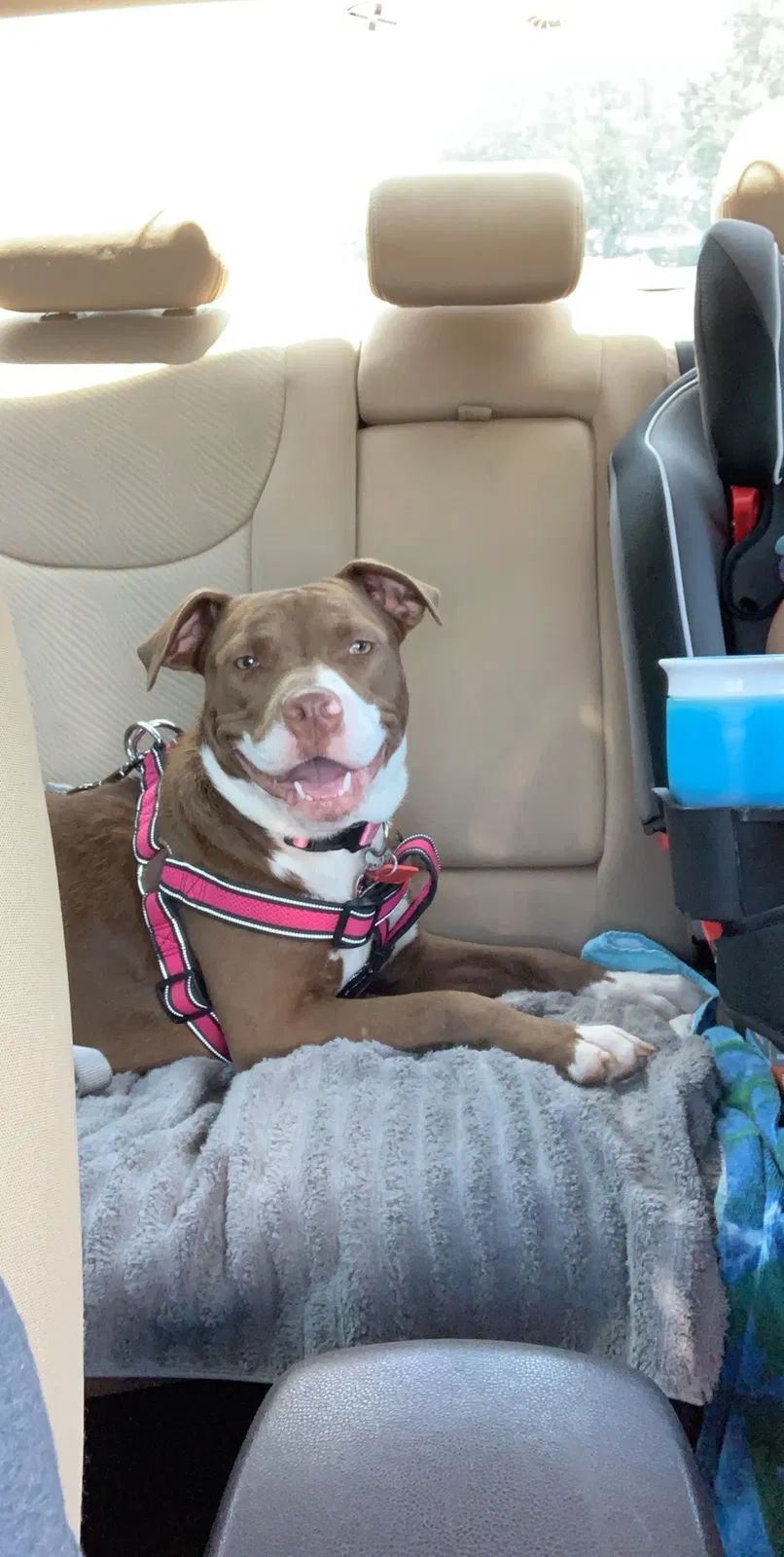 Lost dog in Ocala, FL, 34472