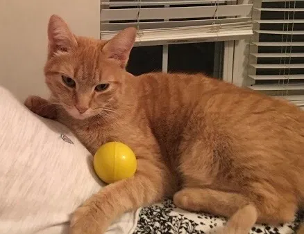 Lost cat in Charlotte, NC, 28278