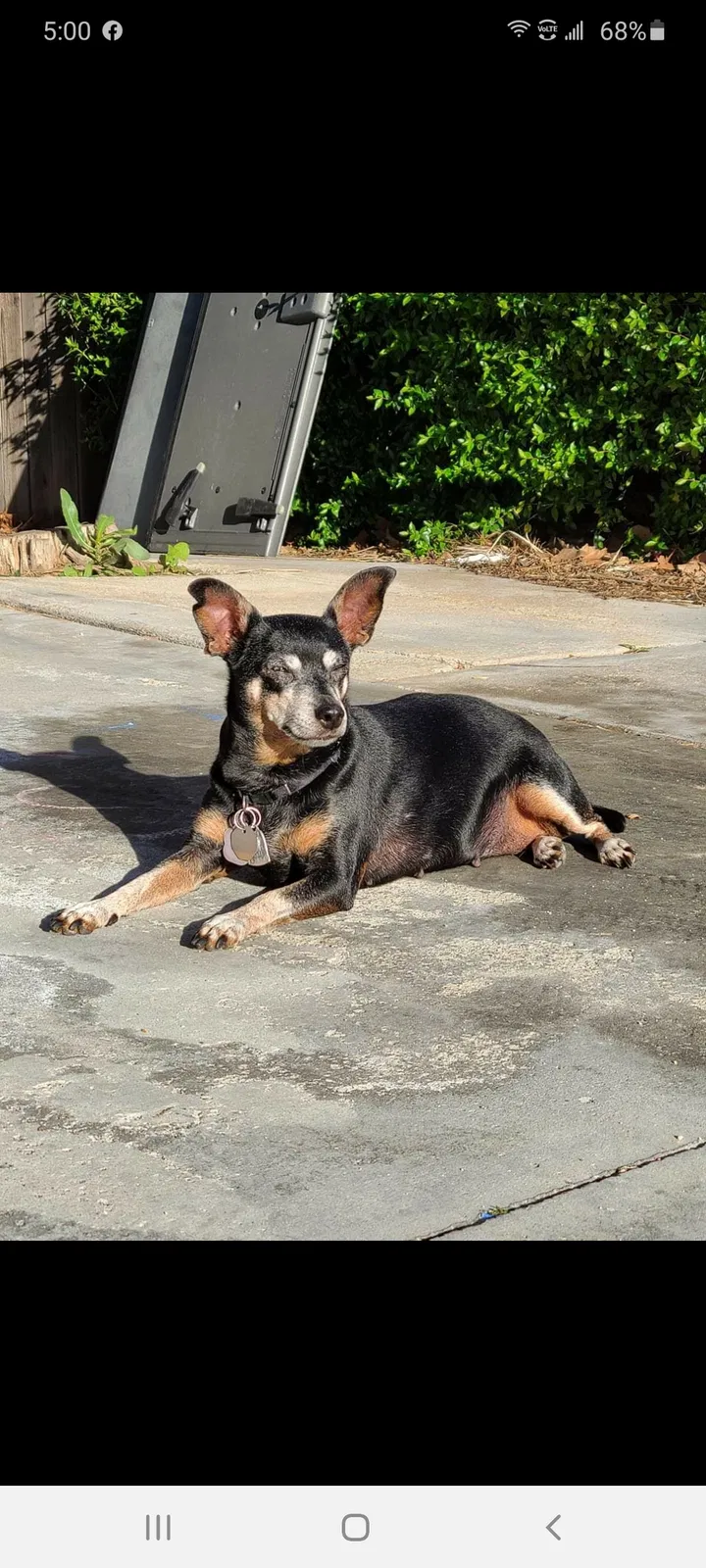 Lost dog in Fontana, CA, 92335