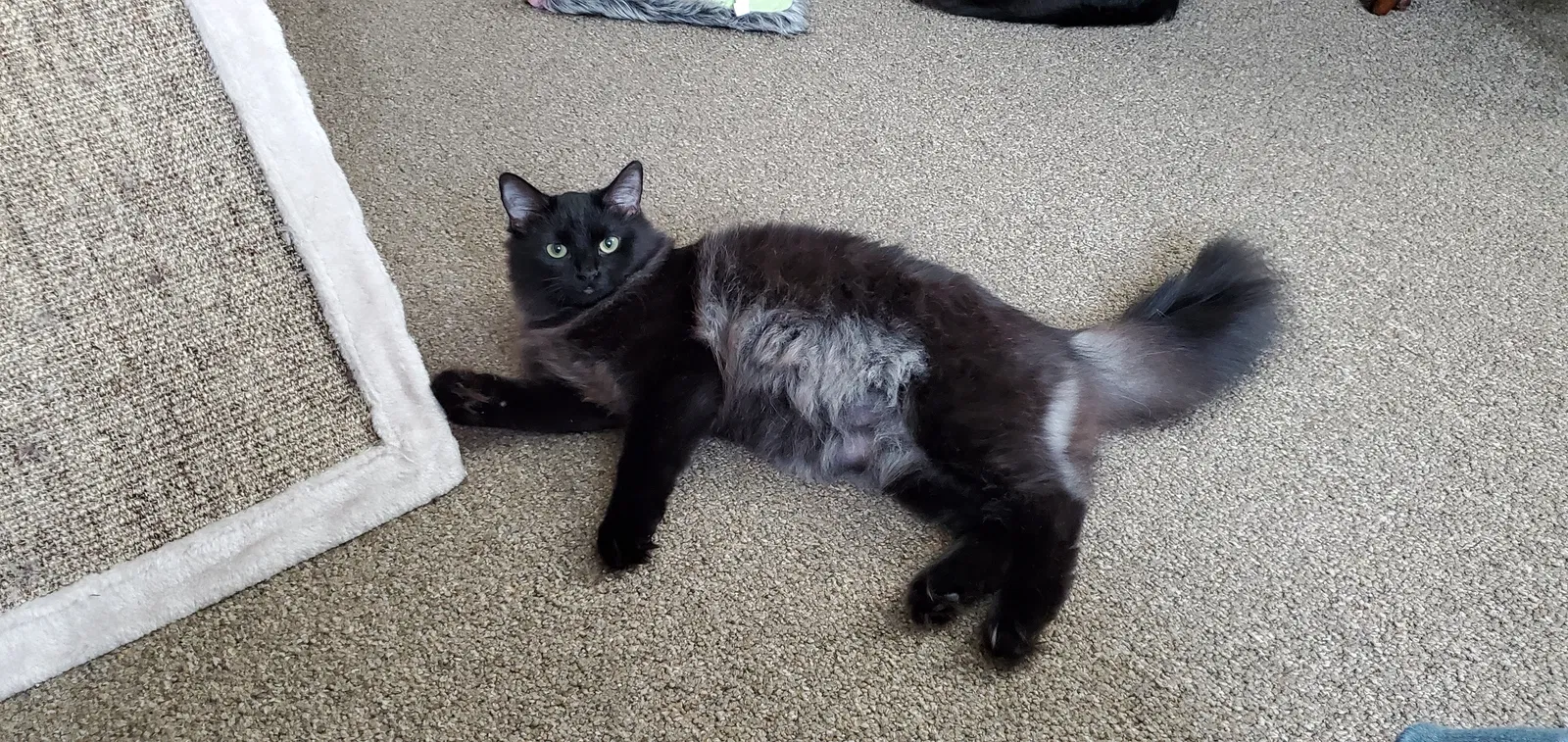 Lost cat in Minneapolis, MN, 55417
