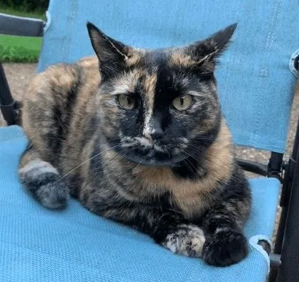 Lost cat in Tulsa, OK, 74105
