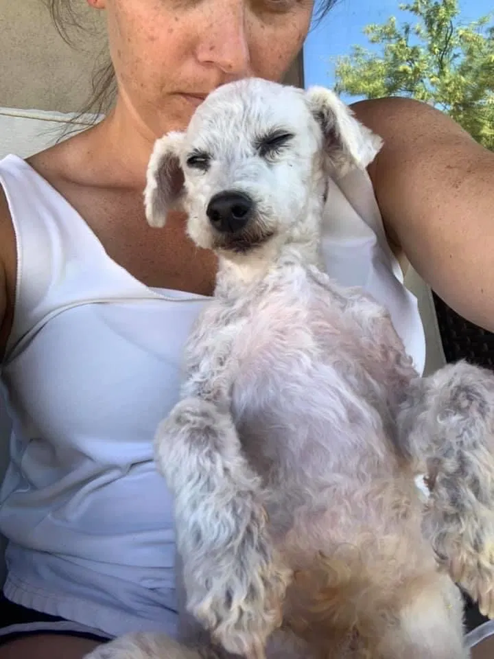 Lost dog in Tucson, AZ, 85718